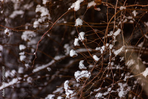 The first autumn snow fell, tree branches in the snow.