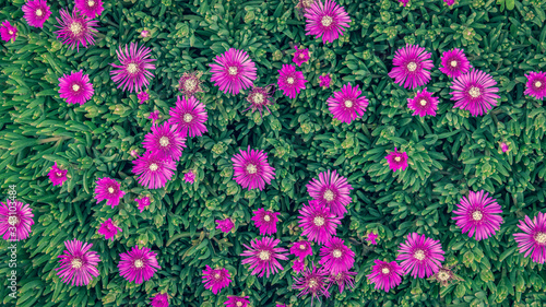 ピンク色の花の背景素材