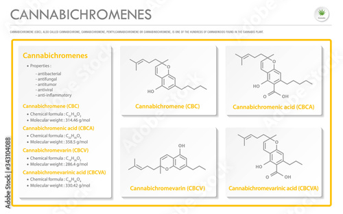 Cannabichromene CBC with Structural Formulas in Cannabis horizontal business infographic illustration about cannabis as herbal alternative medicine and chemical therapy, healthcare and medical vector.