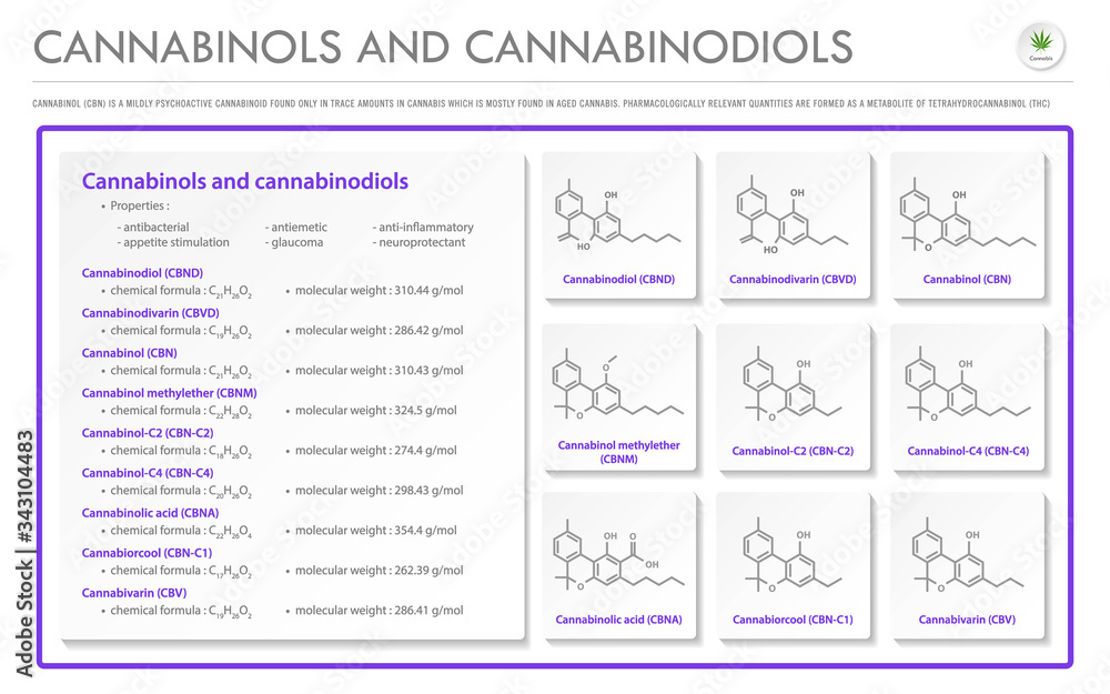 Cannabinol and Cannabinodiol CBN with Structural Formulas in Cannabis horizontal business infographic illustration about cannabis as herbal alternative medicine and chemical therapy, vector.