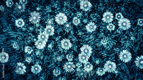 花の背景テクスチャー（モノトーン）