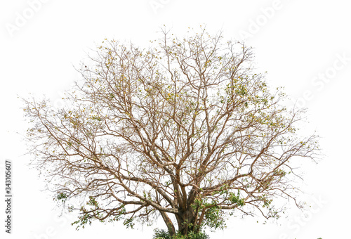 Big trees sprouting leaves on a isolated white background