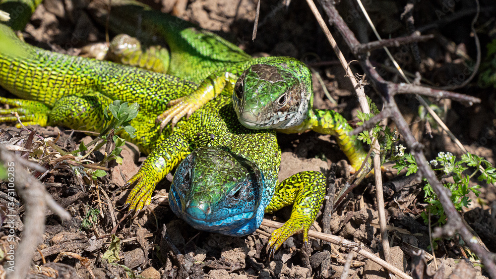 Smaragdeidechse/ Emerald Lizard Smaragdeidechse/ Emerald Lizard
