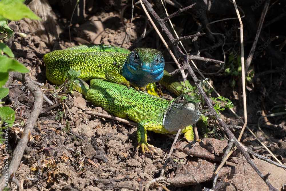 Smaragdeidechse/ Emerald Lizard Smaragdeidechse/ Emerald Lizard