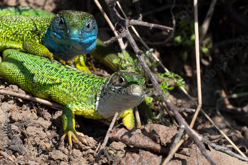 Smaragdeidechse/ Emerald Lizard