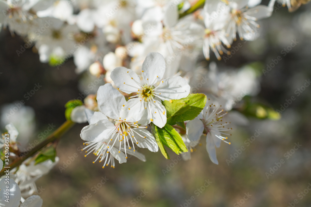 Bright and soft white apple flower on branch Bright and soft white apple flower on branch