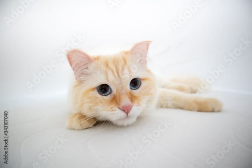 Siberian forest cat hiding in bed underneath the sheets