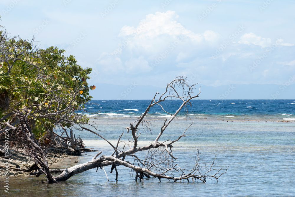 Roatan Island Mahogany Bay Beach Fallen Tree Roatan Island Mahogany Bay Beach Fallen Tree