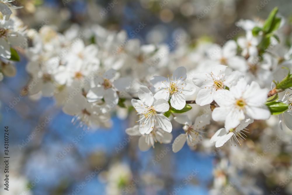 beautiful apple tree blossom in spring beautiful apple tree blossom in spring