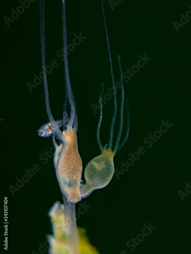 Freshwater Polyp, Süsswasser Polyp (Hydra viridissima)