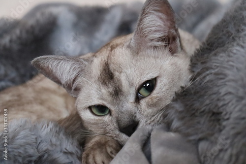 Obraz na plátně burmilla, cat