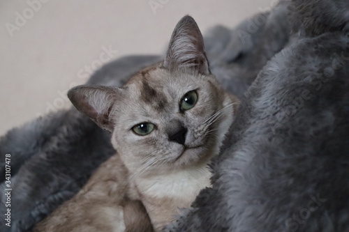 Obraz na plátně burmilla, cat