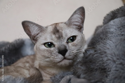 Konstfotografi burmilla, cat