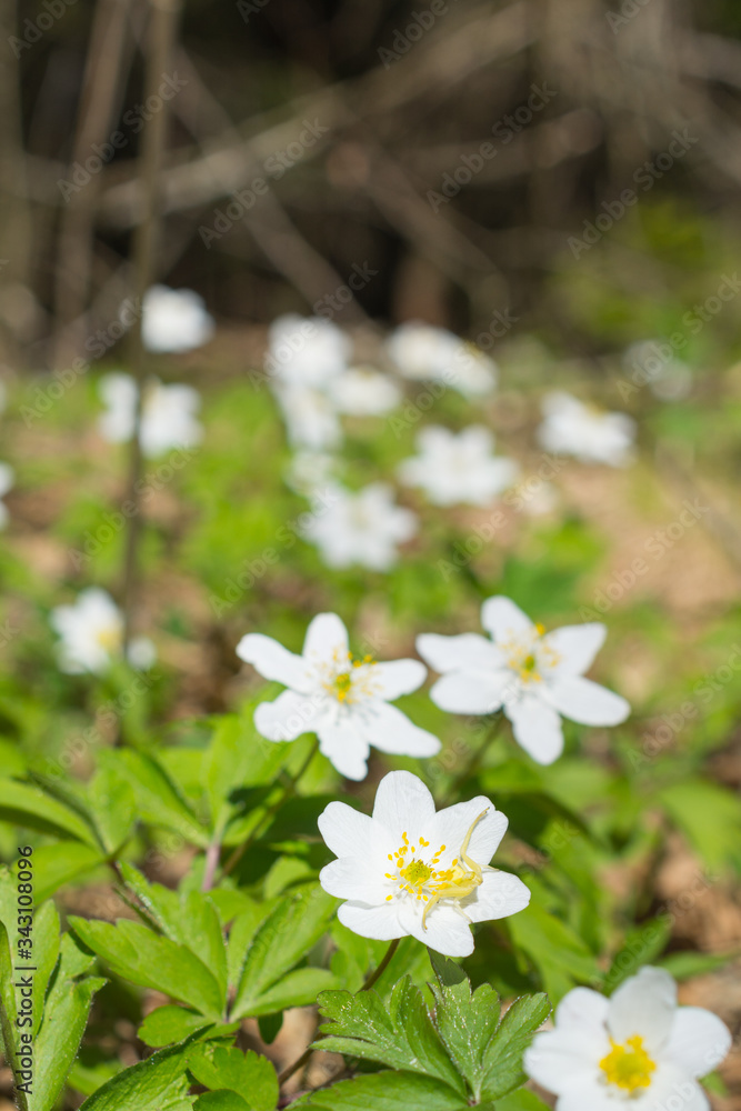 Fototapeta premium Early spring flowering wood anemone anemone nemorosa , vertical