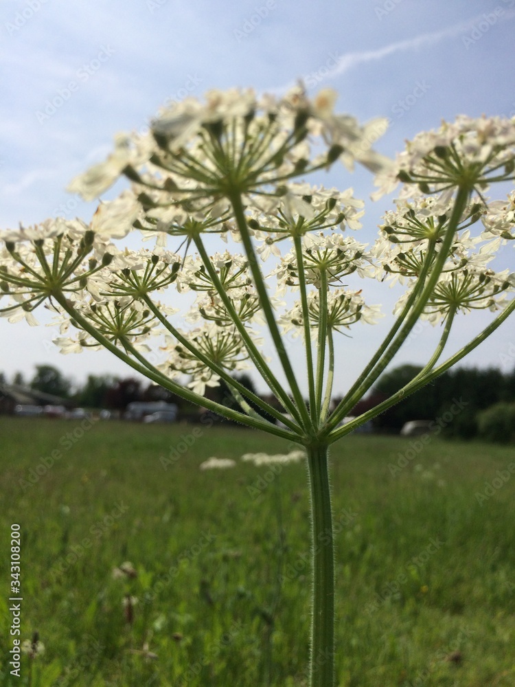Cowslip from underneath looking up to blue sky and meadow Cowslip from underneath looking up to blue sky and meadow