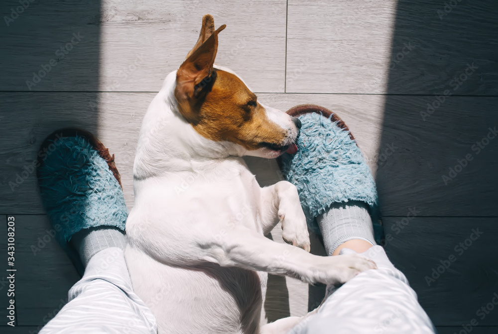 Woman wearing cozy slippers and her little dog pet relaxing at home. Morning concept. Top view.