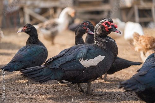 Poultry yard. Ducks in the village. Black ducks close up.