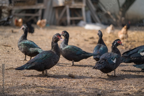 Poultry yard. Ducks in the village. Black ducks close up.