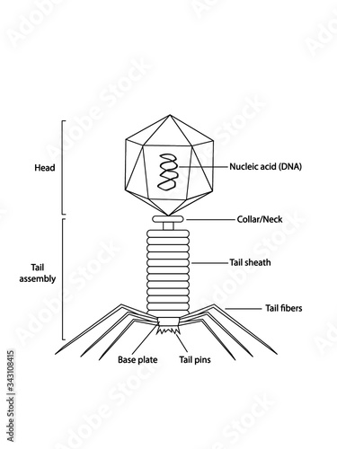 Structure of bacteriophage