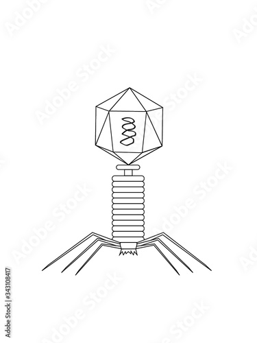 Structure of bacteriophage