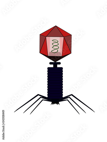 Structure of bacteriophage