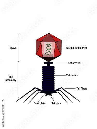 Structure of bacteriophage