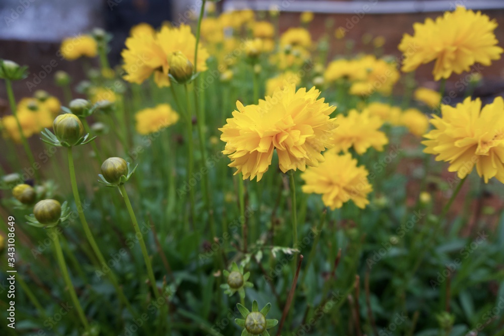 Fototapeta premium Flowers in the garden