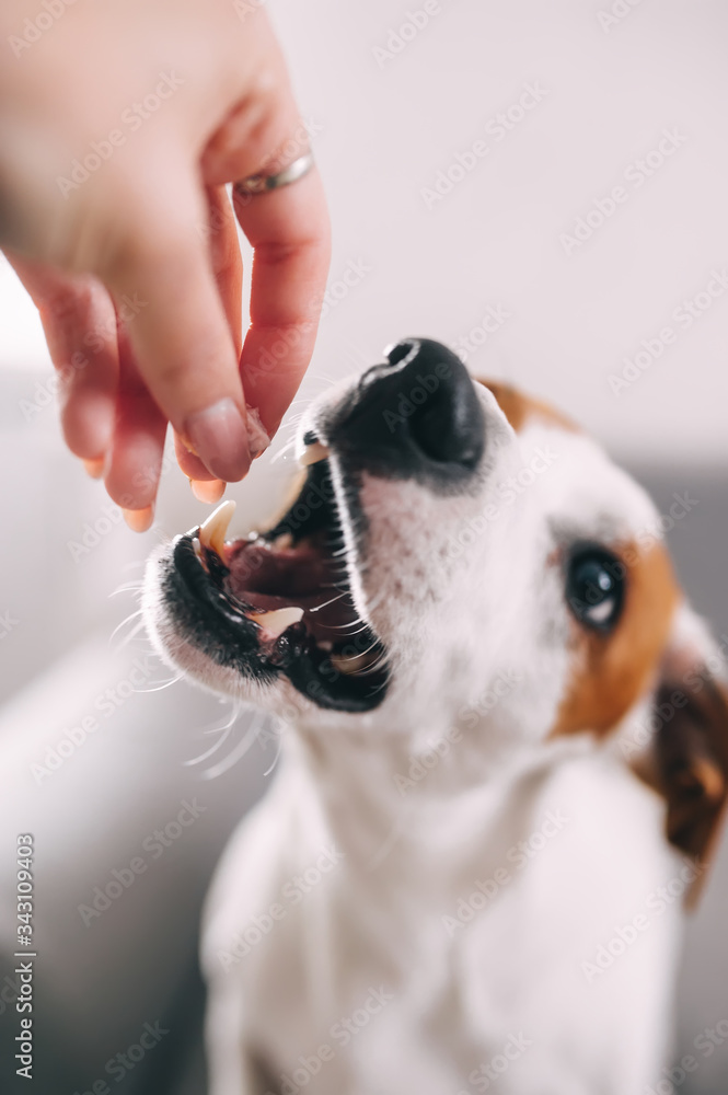 Cute jack russel terrier eating dog treats from hands of a owner. Closeup