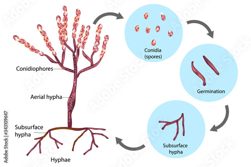 Reproductive Structures of Penicillium. Life cycle