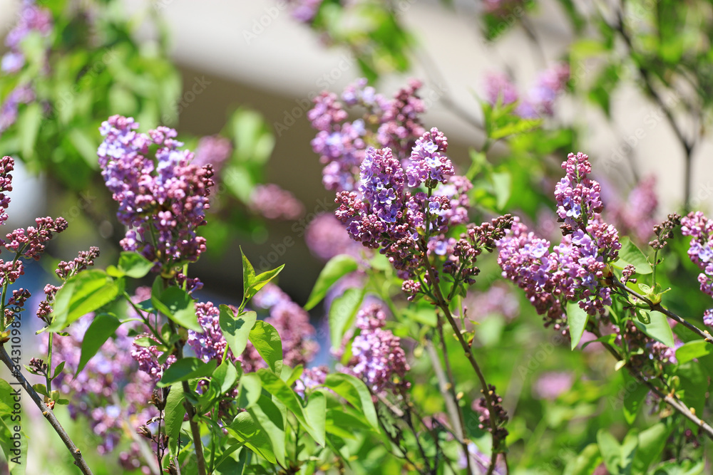 Lilacs, Spring floral pattern Lilacs, Spring floral pattern