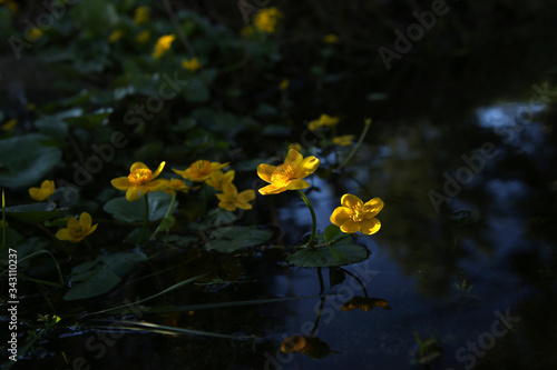 Marsh Marigold  Caltha Palustris blooming in wet woodland in evening.   Wild yellow spring flowers growing in stream in forest..