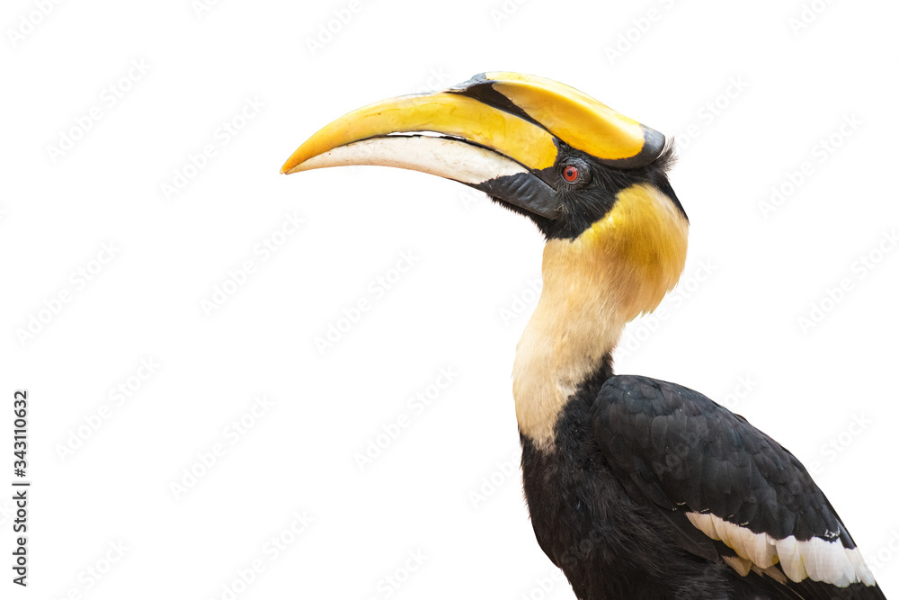 Closeup The Great Hornbill on white background Closeup The Great Hornbill on white background