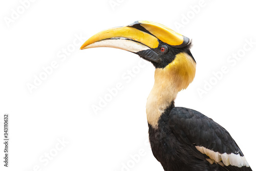 Closeup The Great Hornbill on white background