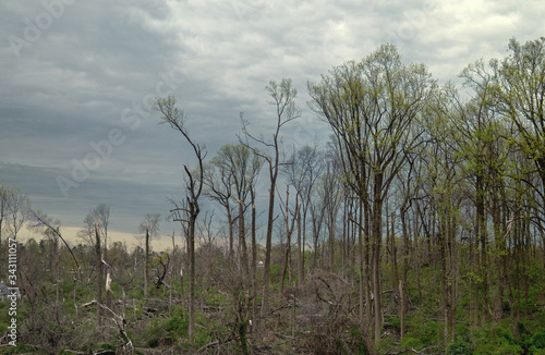 Landscapes near my home