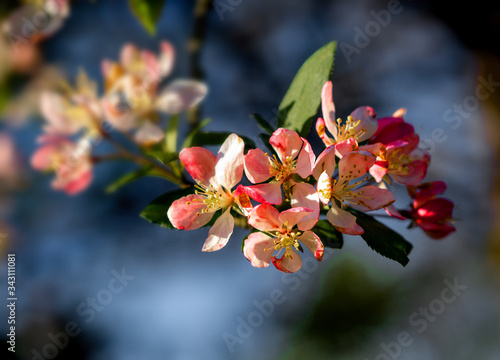 Assorted nature photos from West Chester