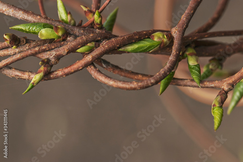The thin branches of the vine intertwined. A closeup of natural beauty.