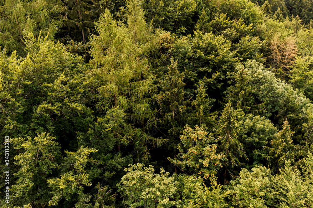 Wald von Oben. Baumkronen. Wald von Oben. Baumkronen.
