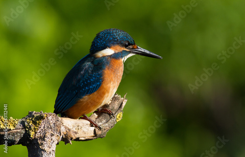 Сommon European kingfisher, Alcedo atthis. A young bird sits on an old beautiful dry branch © Юрій Балагула