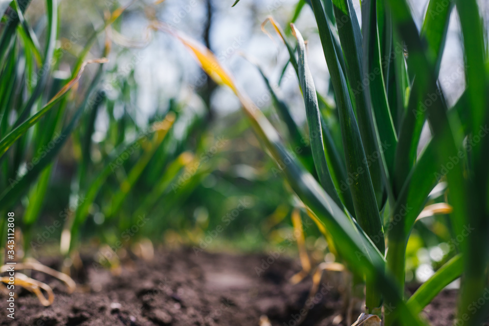 Garlic planted in a row on a garden bed. Green garlic leaves. Fragrant garlic in the country. Growing vegetables. Garlic planted in a row on a garden bed. Green garlic leaves. Fragrant garlic in the country. Growing vegetables.