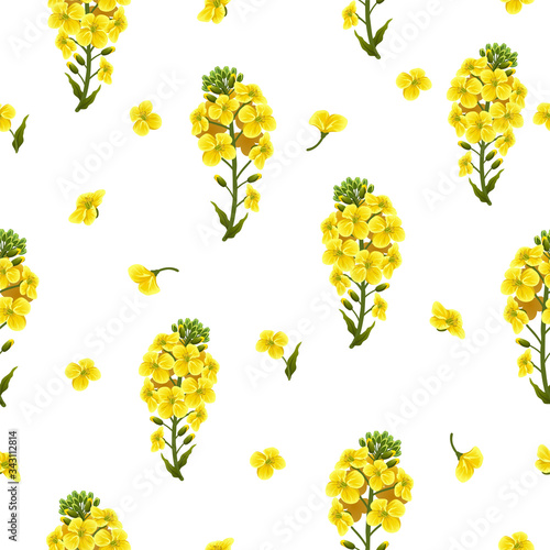Pattern rape flowers, canola. Brassica napus. Seamless vector background.