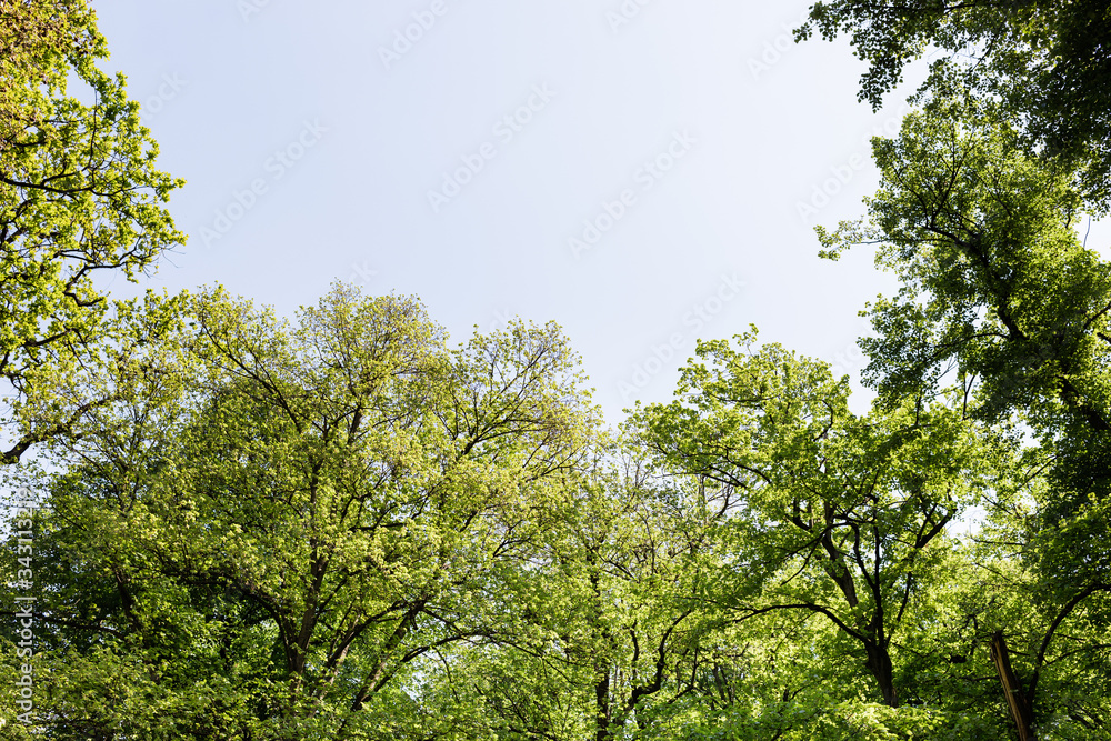 Lush green trees in the park in springtime Lush green trees in the park in springtime