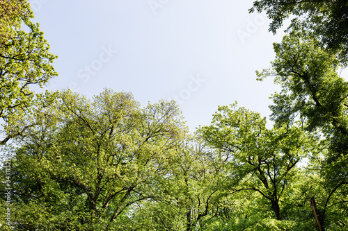 Lush green trees in the park in springtime