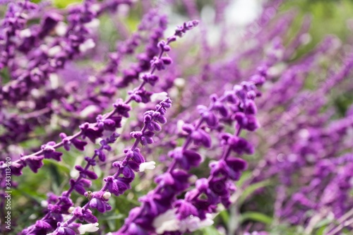 wild purple flowers on field  close up