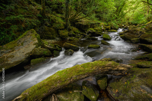 Fallen Mossy Trunk next to a Stream