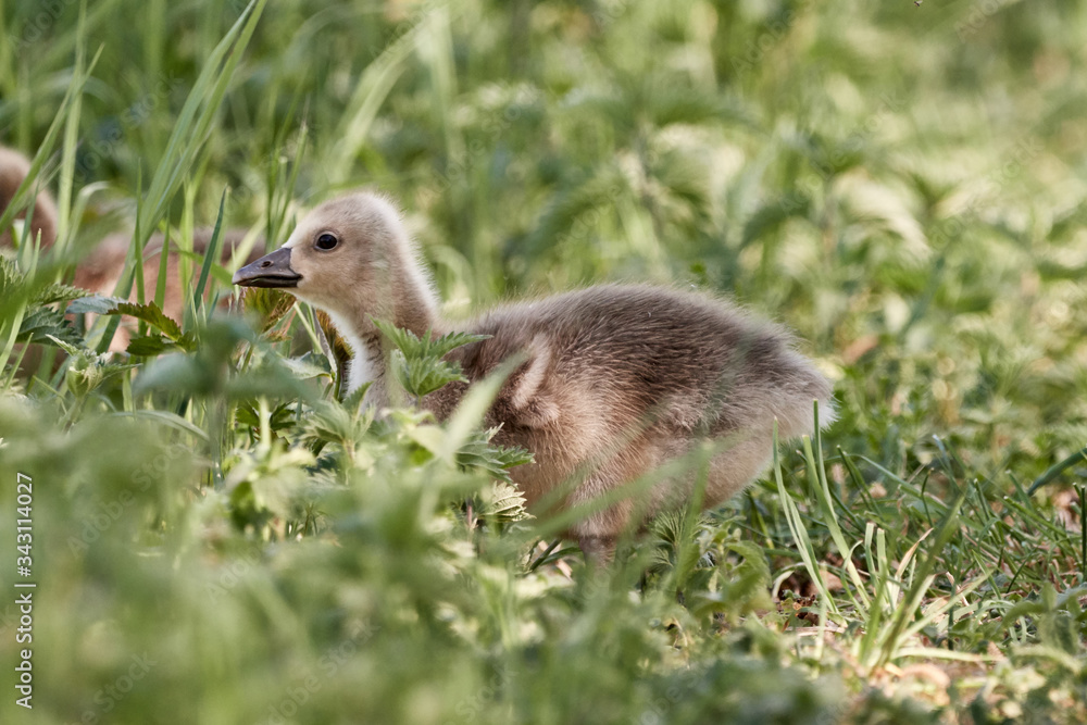 Cute greylag goose chick (Anser anser gosling) walking in the grass in nature on a sunny spring day Cute greylag goose chick (Anser anser gosling) walking in the grass in nature on a sunny spring day