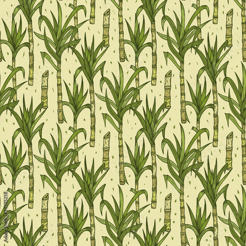 Fototapeta Naklejka Na Ścianę i Meble -  Hand Drawn Sugarcane Plants Vector Seamless Pattern. Sugar cane stalks with leaves endless background
