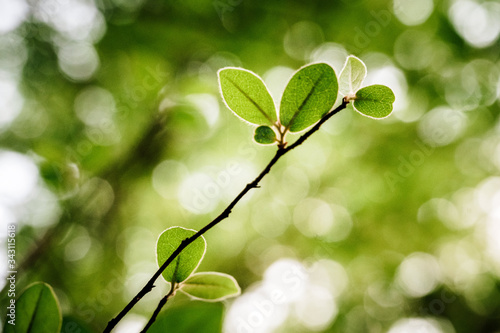 Leafs in the forest