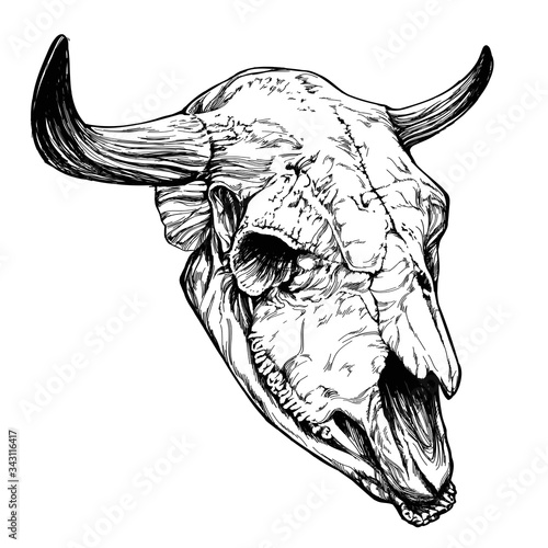 Bull / cow / aurochs skull with horns on white background