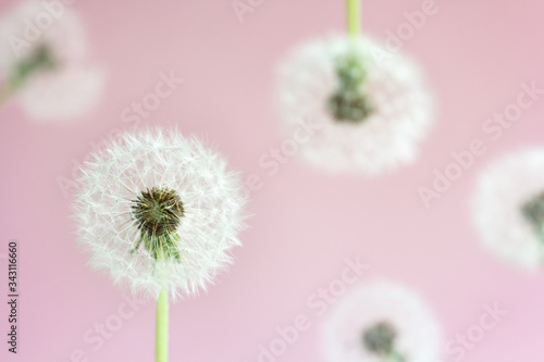 head of faded dandelion on a delicate pink background