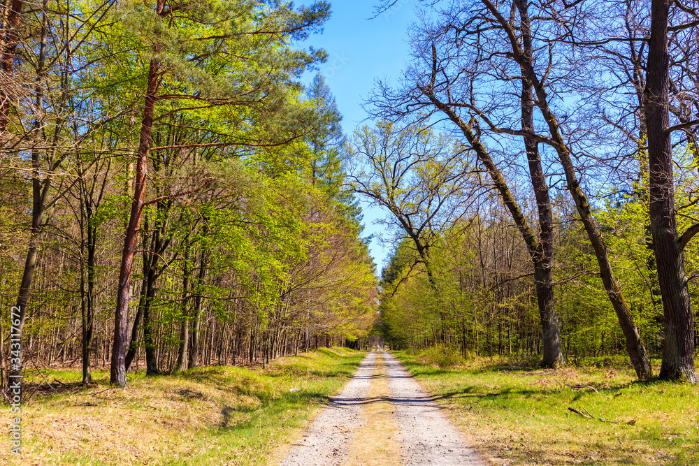 Road in forest on sunny spring day in Puszcza Niepolomicka near Krakow city, Poland Road in forest on sunny spring day in Puszcza Niepolomicka near Krakow city, Poland